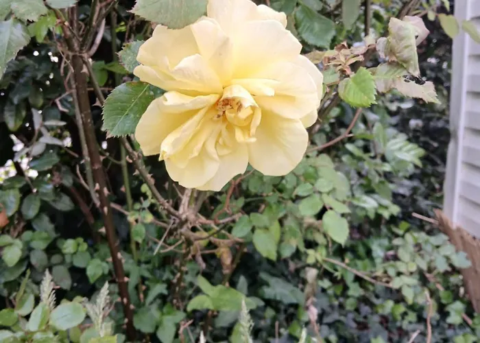 Mobil-home Confort 2 à